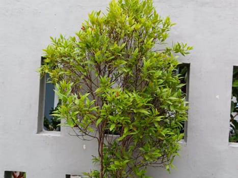 A lush green plant thrives against a minimalist white concrete wall, embodying a blend of nature and architecture. Ideal for concepts of growth, urban design, and harmony.