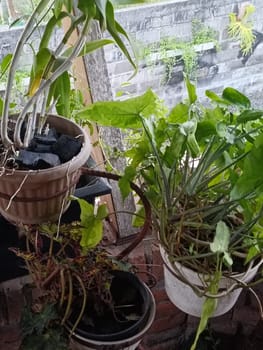 A plant is growing in a pot with a black object in the background. The plant is green and has leaves