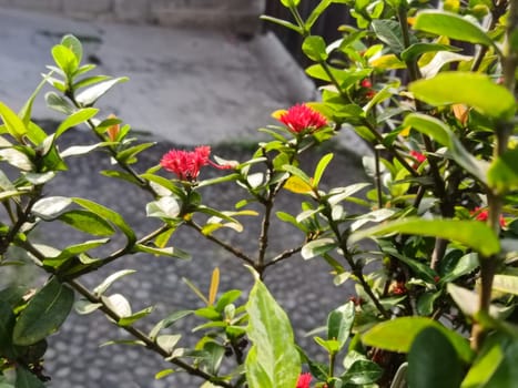 Close-up of bright red ixora flowers blooming amidst dense green foliage, capturing a vibrant and refreshing outdoor scene. Ideal for garden or nature-related themes.