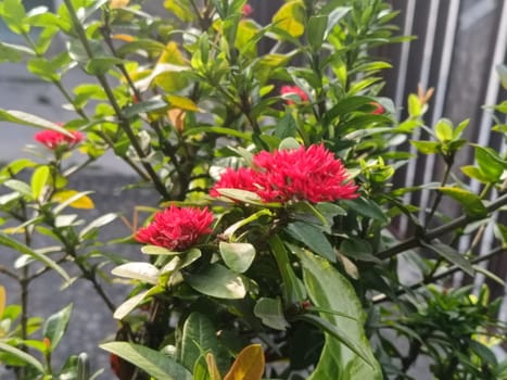 Close-up of bright red ixora flowers blooming amidst dense green foliage, capturing a vibrant and refreshing outdoor scene. Ideal for garden or nature-related themes.