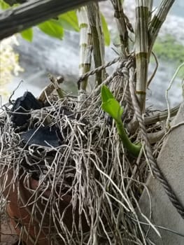 A plant in a pot with brown soil and green leaves. The plant is growing and has a lot of leaves