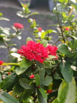 Close-up of bright red ixora flowers blooming amidst dense green foliage, capturing a vibrant and refreshing outdoor scene. Ideal for garden or nature-related themes.