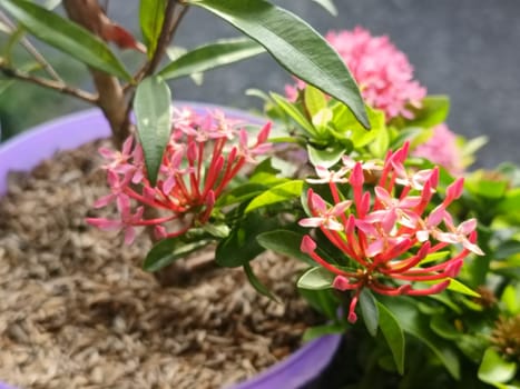 A detailed view of vibrant pink flowers surrounded by lush green leaves, showcasing natural beauty and tranquility in a garden. Perfect for nature, gardening, and floral-themed designs.