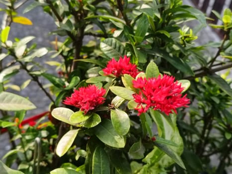 Close-up of bright red ixora flowers blooming amidst dense green foliage, capturing a vibrant and refreshing outdoor scene. Ideal for garden or nature-related themes.