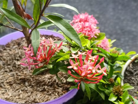 A detailed view of vibrant pink flowers surrounded by lush green leaves, showcasing natural beauty and tranquility in a garden. Perfect for nature, gardening, and floral-themed designs.