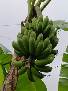 A close-up photo of vibrant green bananas growing on a tree, illustrating tropical agriculture and natural food cultivation, under a clear sky.