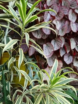 A closeup view of beautiful begonia leaves showcasing their pink and green hues. These leaves exhibit a striking pattern and texture, making them ideal for botanical and nature themes.