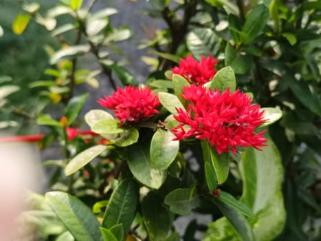 Close-up of bright red ixora flowers blooming amidst dense green foliage, capturing a vibrant and refreshing outdoor scene. Ideal for garden or nature-related themes.