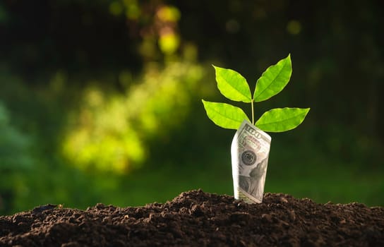 Green plant is growing in the dirt. The plant growing with blur nauture background.