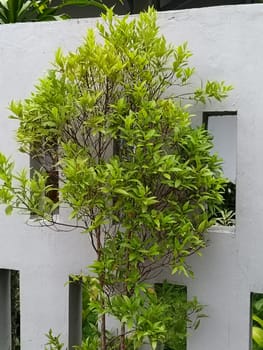 A lush green plant thrives against a minimalist white concrete wall, embodying a blend of nature and architecture. Ideal for concepts of growth, urban design, and harmony.
