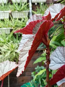 A closeup view of beautiful begonia leaves showcasing their pink and green hues. These leaves exhibit a striking pattern and texture, making them ideal for botanical and nature themes.