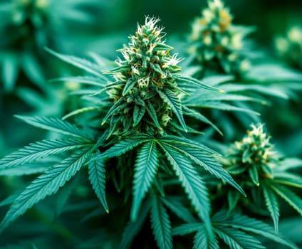 green cannabis flowers in full bloom. AI generative.