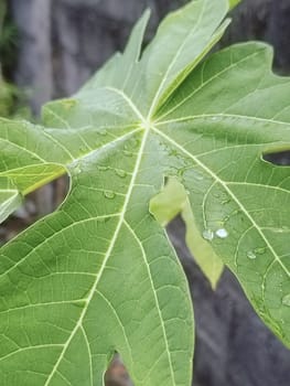 Close-up of vibrant green leaves covered in water droplets, showcasing nature's beauty after a fresh rainfall. Capturing the lush and refreshing essence of the natural environment.