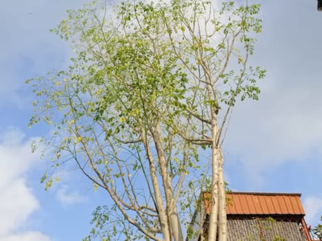 Tall tree with vibrant green leaves growing against a clear blue sky, situated in a modern urban backyard setting. Captures the essence of nature coexisting in city life.
