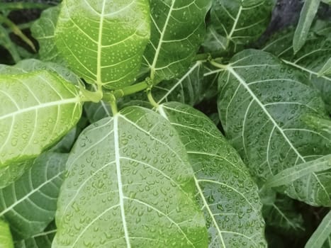 Close-up of vibrant green leaves covered in water droplets, showcasing nature's beauty after a fresh rainfall. Capturing the lush and refreshing essence of the natural environment.