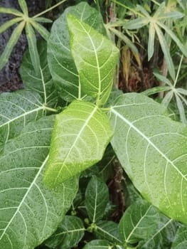 Close-up of vibrant green leaves covered in water droplets, showcasing nature's beauty after a fresh rainfall. Capturing the lush and refreshing essence of the natural environment.