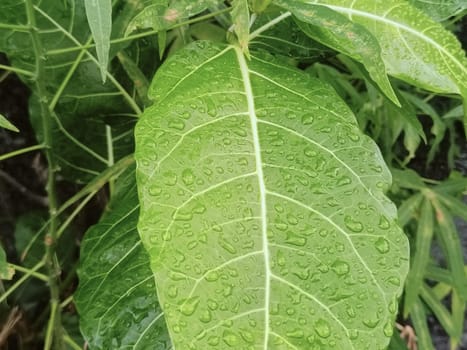 Close-up of vibrant green leaves covered in water droplets, showcasing nature's beauty after a fresh rainfall. Capturing the lush and refreshing essence of the natural environment.
