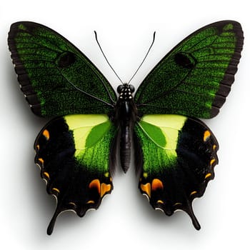 A vibrant green butterfly with striking patterns and colors, isolated on a clean white background.