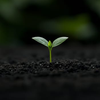 A young seedling emerges from dark soil, representing growth and potential in a natural setting.