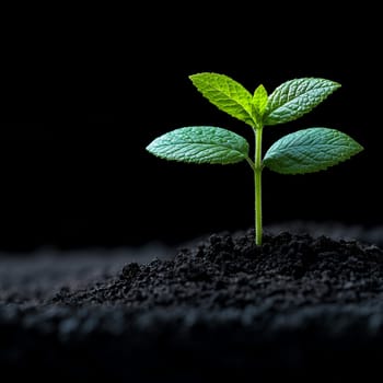 A young plant sprouting from dark soil, symbolizing new beginnings and growth.