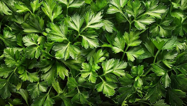 cilantro or parsley flat view, AI generated image