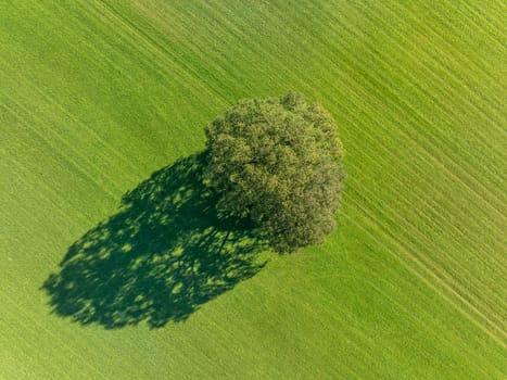aerial view of a single tree in a green meadow