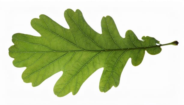 oak tree leaf cut out, AI generated image