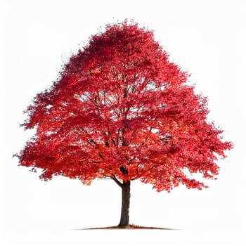 canadian red maple tree cut out over white background, AI generated image