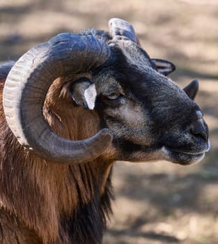 Head with horns of Cameroonian sheep