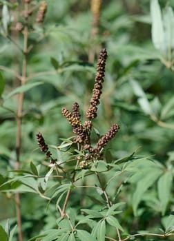 Chaste tree is innocent bush with unripe fruits in the garden. Vitex agnus-castus