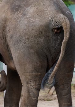 An adult African elephant standing backwards