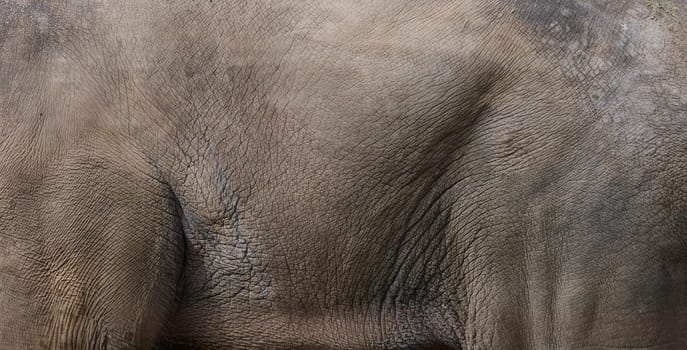 Skin texture of an adult African elephant, full frame