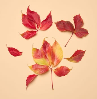 Red leaf of Parthenocissus quinquefolia bush on beige background, top view