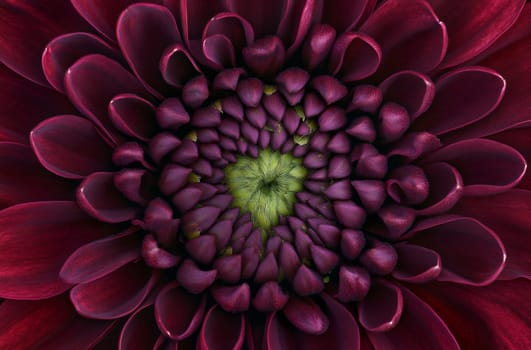 A close view of a purple flower showcases its layered petals and detailed green center, illuminated by soft natural light.