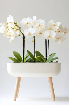 White orchids beautifully arranged in a sleek pot bring a touch of elegance to a contemporary indoor space with natural light.