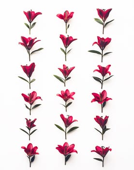 Red blooms are displayed in a symmetrical pattern against a white backdrop, showcasing their vibrant colors and delicate petals.