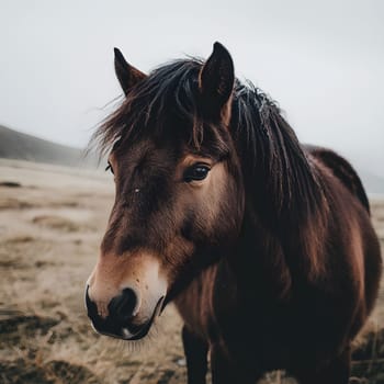 Depressed Brown Horse Wildlife Pony Animal Equine
