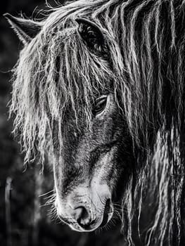 Depressed Brown Horse Wildlife Pony Animal Equine