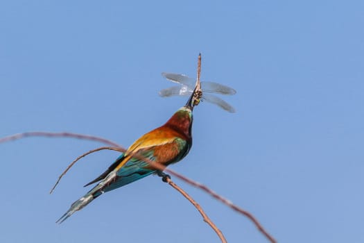 european bee eater (Merops Apiaster) on the branch