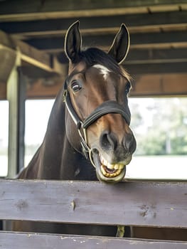 Angry Aggressive Brown Horse Wildlife Pony Equine