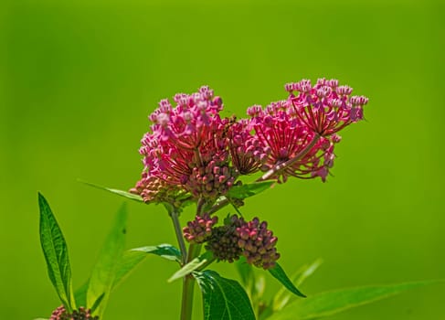 Swamp Milkweed in Bloom in the Trempealeau National Wildlife Refuge in Wisconsin