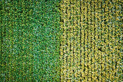 Top-down view of tobacco farm in Central Kentucky