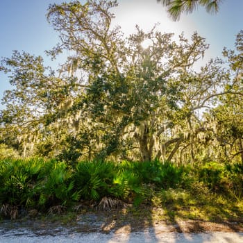 Sun is shining through а tree covered with spanish moss in a park in Venice, FL