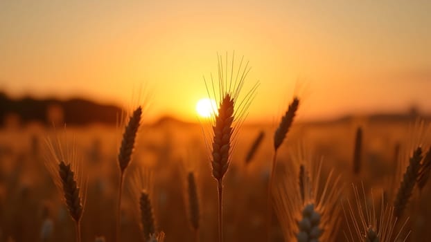 Wheat field in the sunset