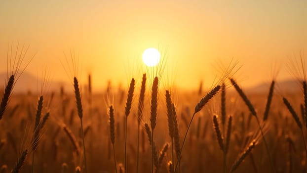 Wheat field in the sunset