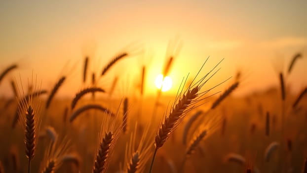 Wheat field in the sunset