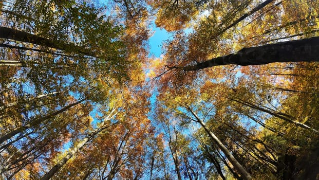 Beautiful colorful autumn forest in October in the light of the sun