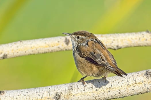 A cute Bewick's Wren songbird is perched on a small branch in a wetlands area near Liberty Lake, Washington.