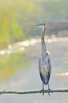 A great blue heron is perched on a branch that is out over the water near Liberty Lake, Washington.