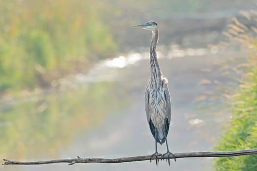 A great blue heron is perched on a branch that is out over the water near Liberty Lake, Washington.